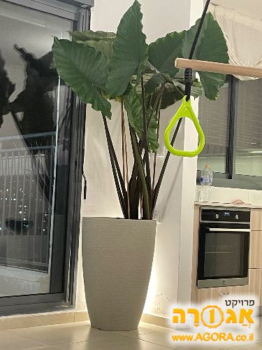 עץ נגוע