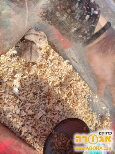 אוגרים סיביריים