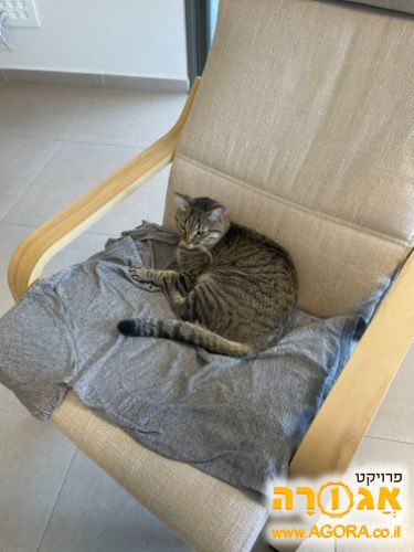 כורסה