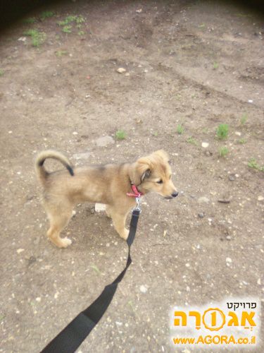 כלב