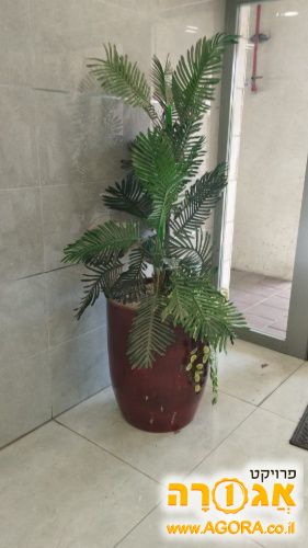 עציצי פלסטיק ללובי