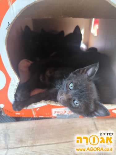 גורי חתולים