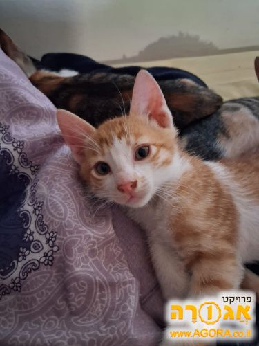 גורי חתולים
