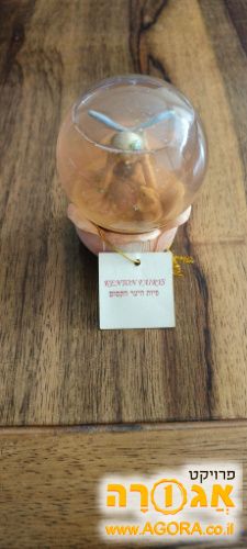 פיות היער הקסום