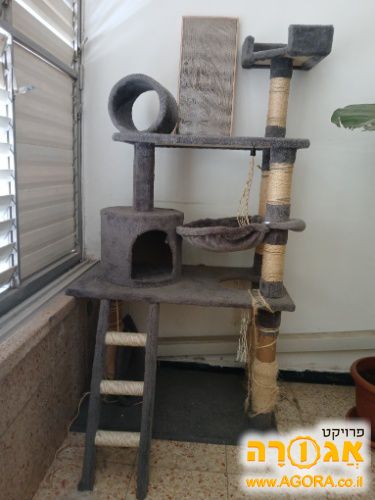 חתולים