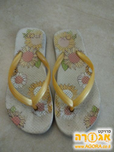 כף כף מידה 31