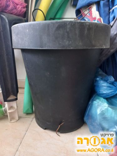 עציצים