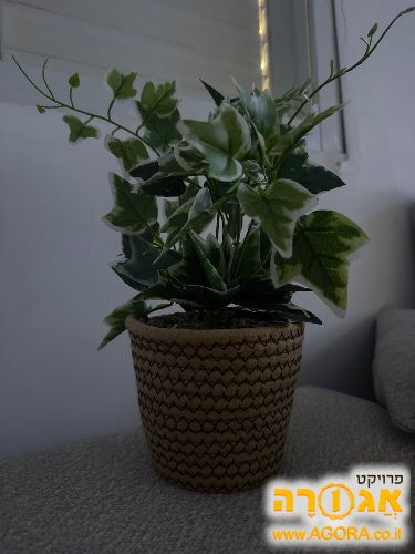 עציץ פלסטיק לשולחן