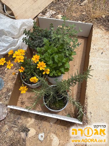 עציצים