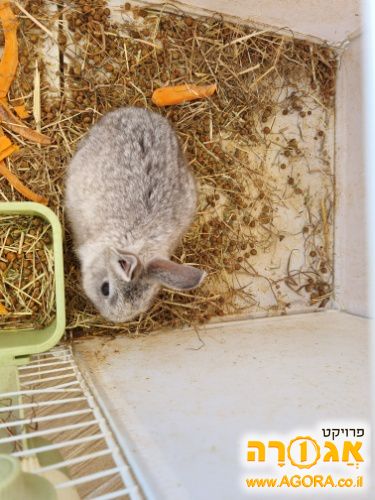 ארנב
