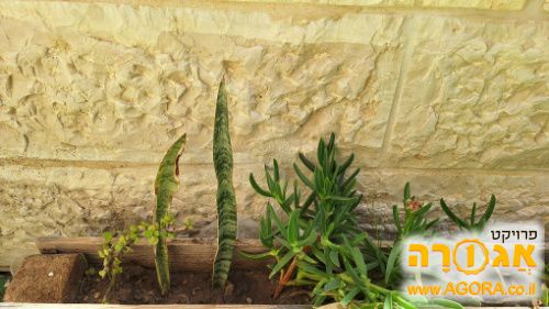 סוקולנטים וייחורים שונים