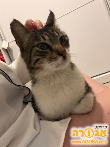 חתול