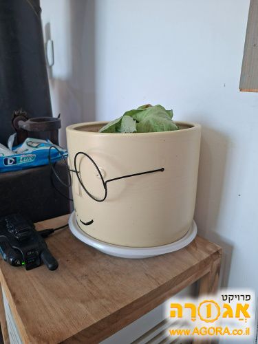 אדנית עם צמח