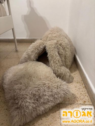 בית לחתול