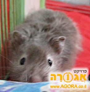 אוגרים סורים