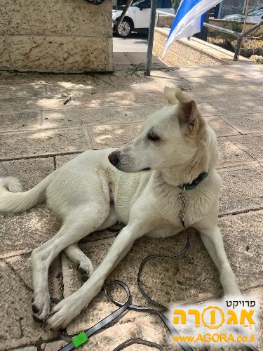 כוכבה