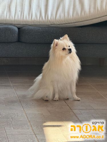 כלב פומרניין מעורב