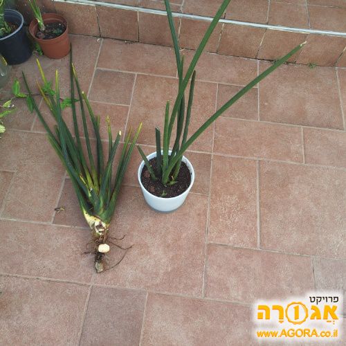 שתיל יפהפה