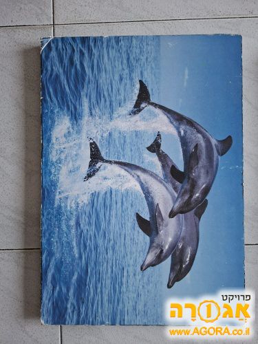 תמונה 5