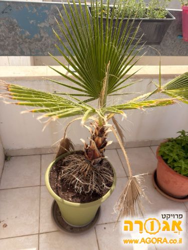 דקל, לגינה בלבד!