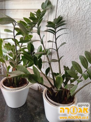 מצח זמיה ירוקה-יש שניים-1 לכל בן אדם