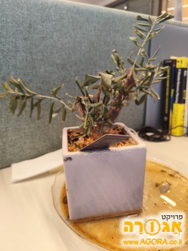עציץ