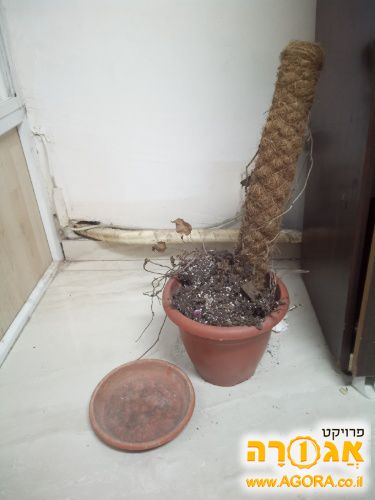 אדנית לצמח