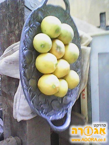 כל י הגשה לפירות