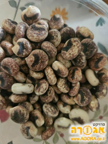 זרעים של תורמוס