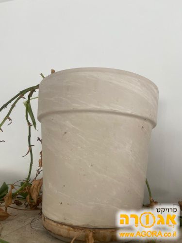 אדנית עציצים