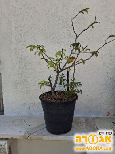 שתיל של עץ תמרהינדי