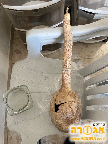 דלעת נוי