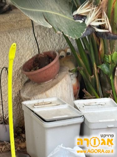 אדנית