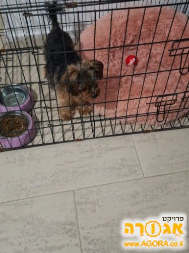 כלוב אילוף