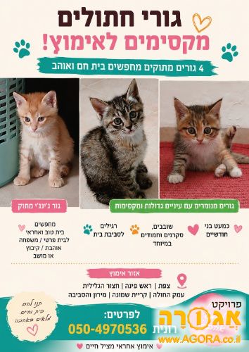 4 גורי חתולים מקסימים