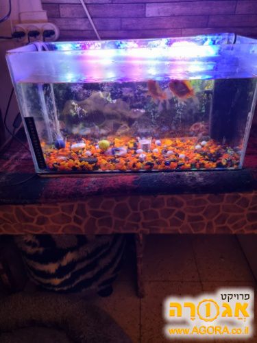 אקווריום🐳🐟
