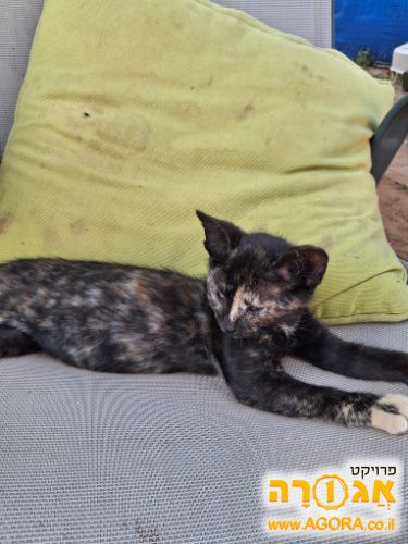 גורת חתולים עיוורת