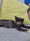 גורת חתולים עיוורת