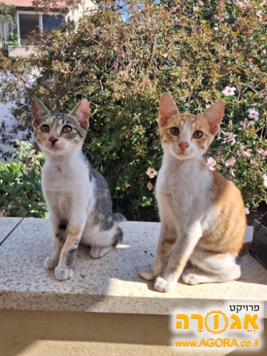 גורי חתולים