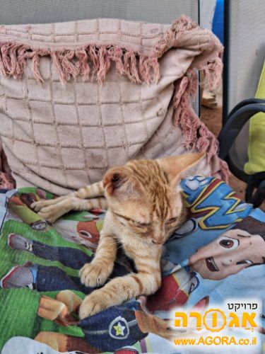 גור חתולים חצי עיוור
