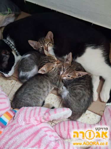 שלושה גורי חתולים