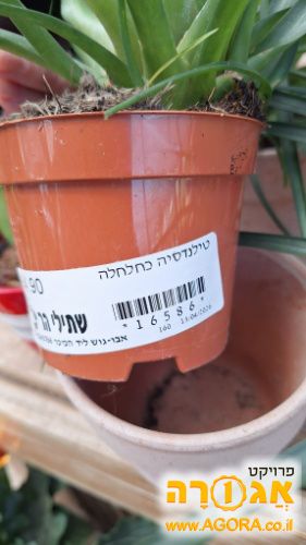 אדניות פלסטיק להנבטת צמחים
