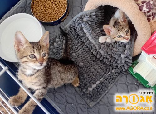 2 גורי חתולים מתוקים