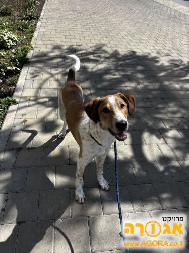 גור