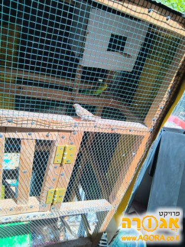 תוכון ירוק ופינק למסירה לא האכלת יד