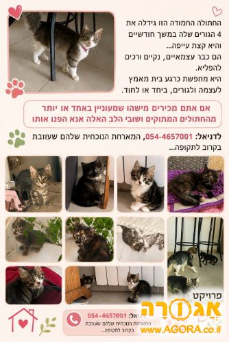 חתלתולים