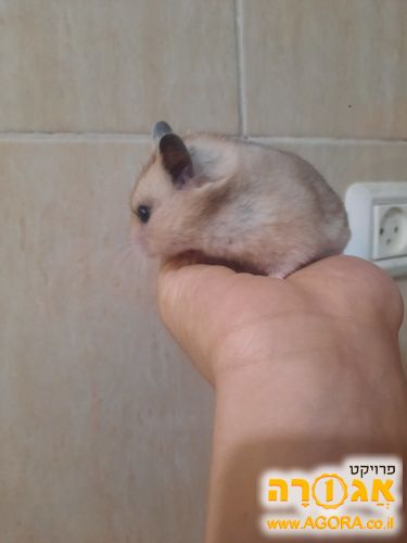 אוגרת סורית