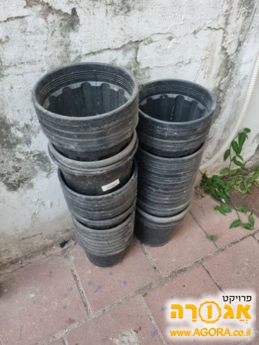 עציצים