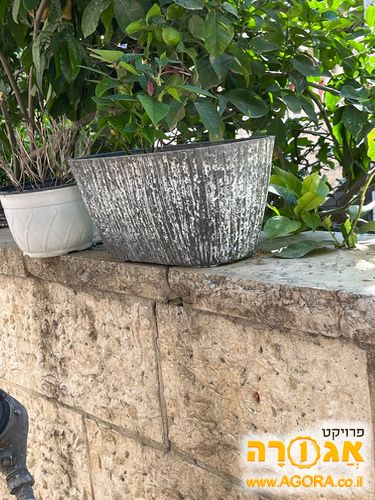 עדנית