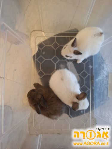 גדר למכרסמים לחצר או לאילוף כלבים